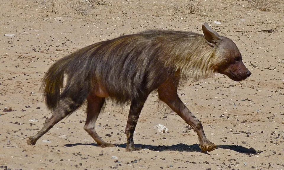 Hiena marrón - Carroñero con pelaje marrón áspero, menos social q...